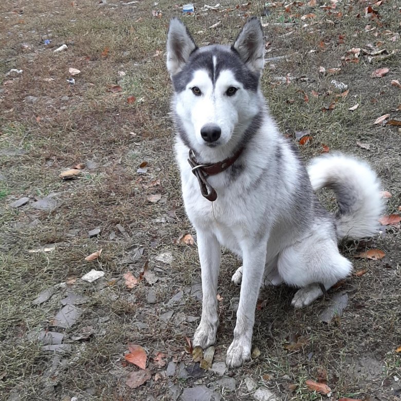 Лайки взрослые собаки. Западно сибирская лайка. Сколько лайка. Западносибирская лайка лайки. Стоячие лайки.