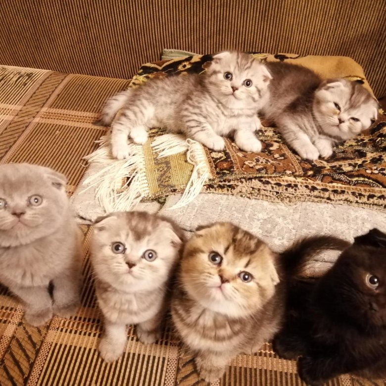 Котята Шотландской Кошки Фото
