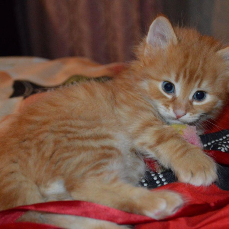 Барнаул котята в добрые. Рыжий котенок Саранск. Котята в Саранске. Кот Саранск. Авито котенок метис.