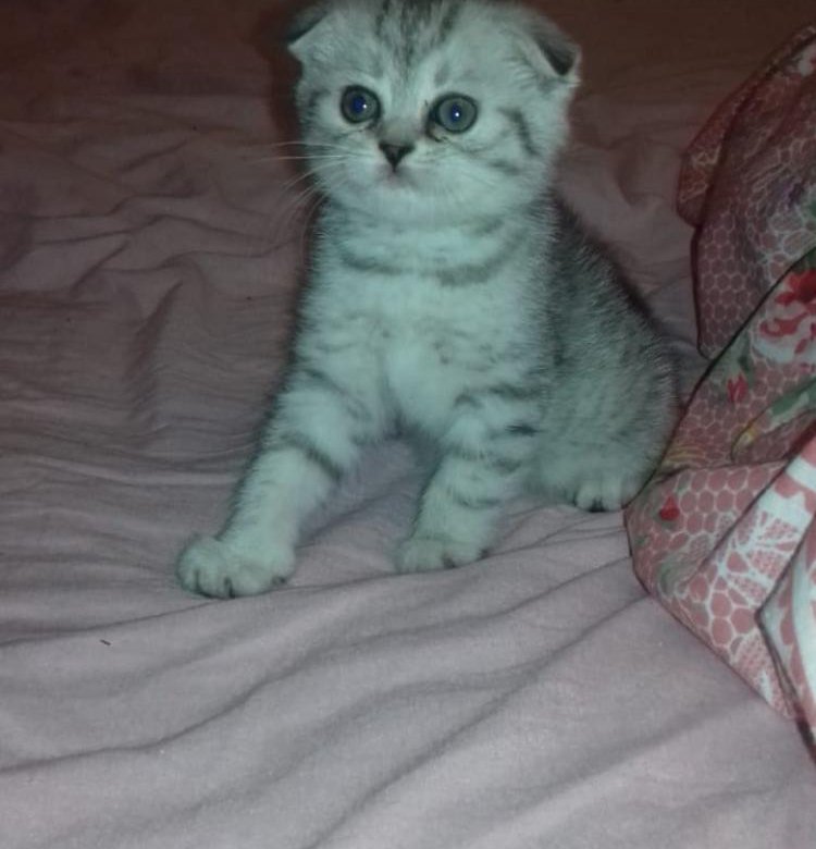 Авито Саранск Котята Шотландские Вислоухие Фото