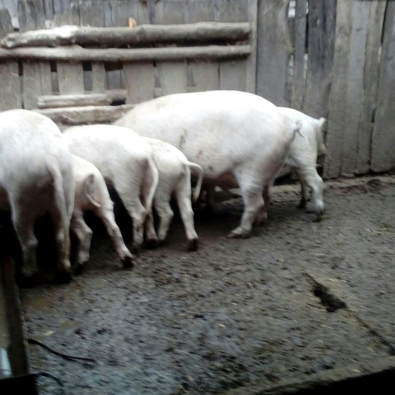 Свинья живым весом цена. Поросенок на мясо живым весом в Брянске. Куплю свинью живым весом 25кг. Продаю живой вес.