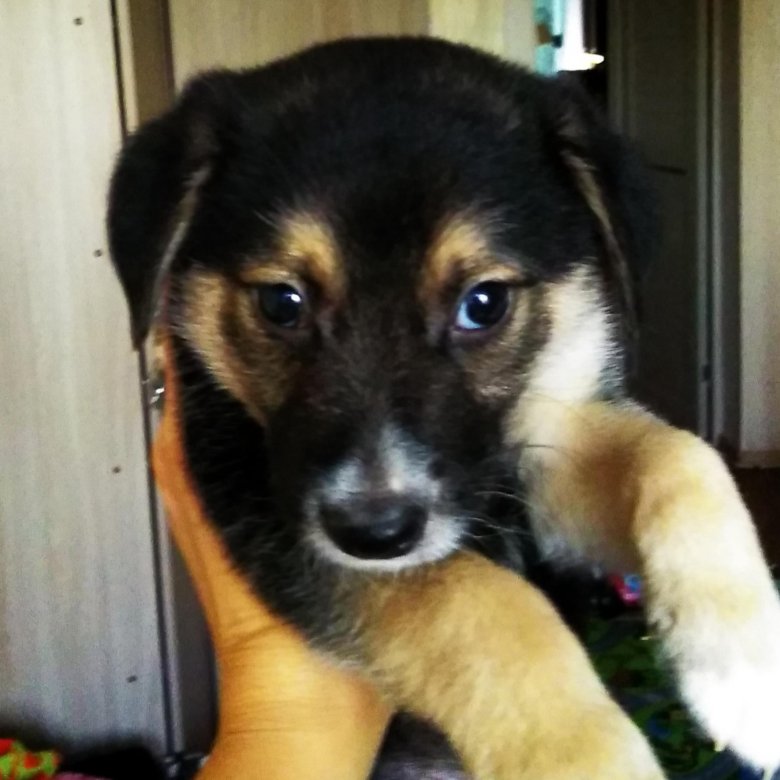 Потеряшки в омске животные собаки. Собака. Дворняжка. Друг приют для животных омск. Щенята в омске бесплатные.