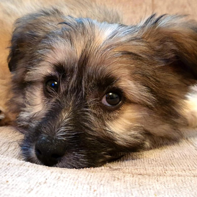 свежие объявления животные. маленькие собаки в добрые руки хорошие. собака в добрые руки. щенки в добрые руки. отдам в добрые руки щенка.