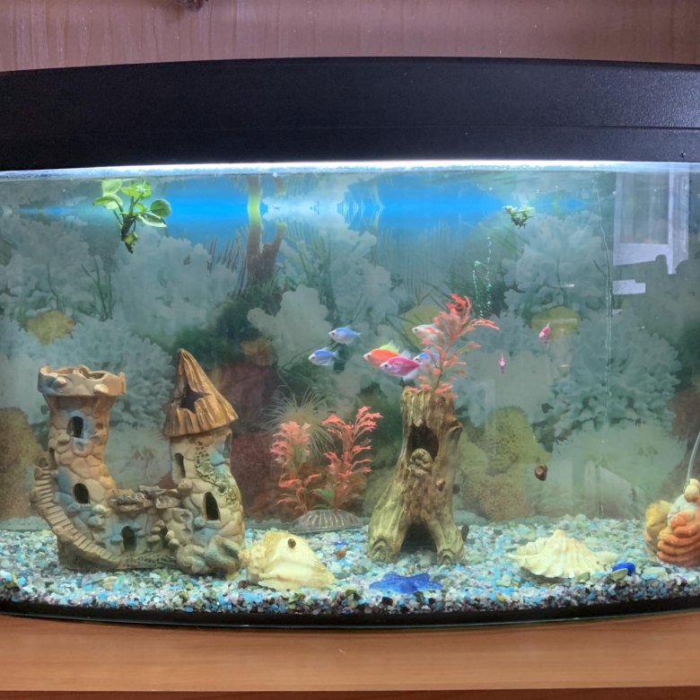 Аквариум телевизор 200 литров. Восьмигранный аквариум 50 литров. Гурами жемчужная аквариумная. Аквариум тула. Авито саратов аквариумы купить бу.