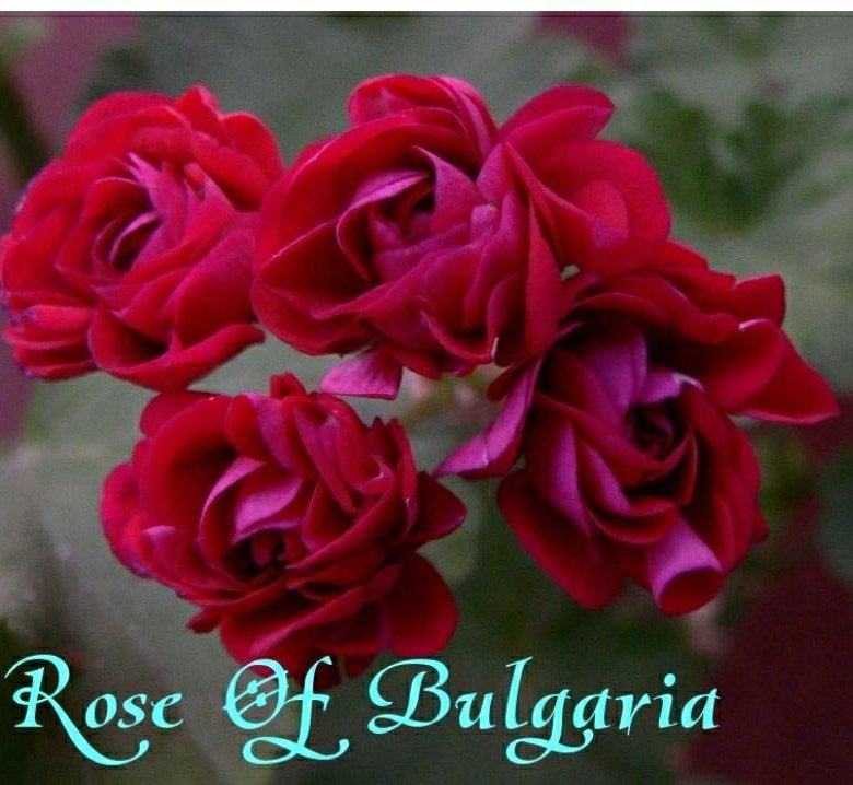 Rose of bulgarien пеларгония фото