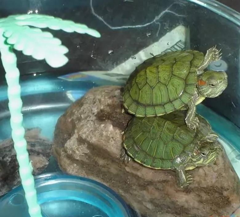 Уход за черепахой в домашних