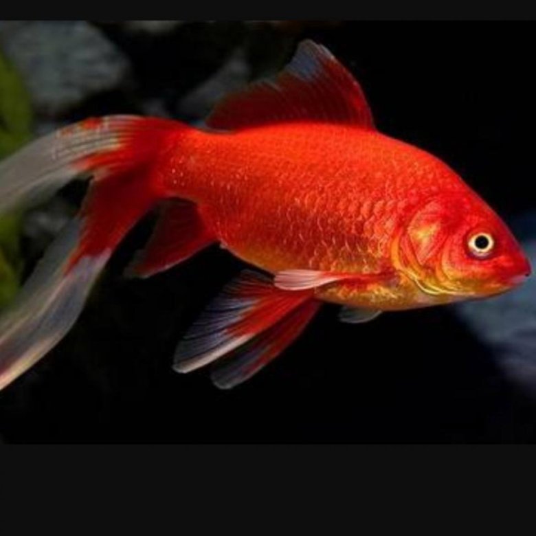 Рыбка майкоп. Комета красная аквариумная рыбка. Карась Комета красный. Золотой карась аквариумная рыбка. Золотая рыбка Комета.