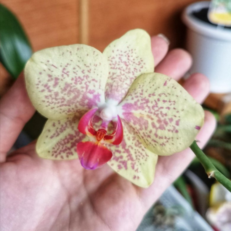 Пульсация орхидея фото и описание