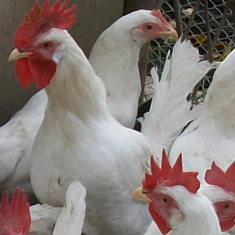 авито белгород куры несушки. куры хайсекс уайт. пушкинская порода кур цыплята. авито белгород куры несушки. домашние курочки несушки.