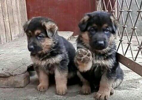 Куньминская овчарка. Сколько стоя армянские овчарки. Имена для собак мальчиков армянские. Овчарка немецкая длинношерстная 2 месяца. Щенки немецкой овчарки 1мес.