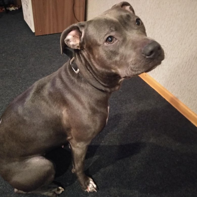 Авито питбуль щенки. Питбуль щенок. Авито питбуль щенки. Питбультерьер щенок. Авито щенок питбуля.