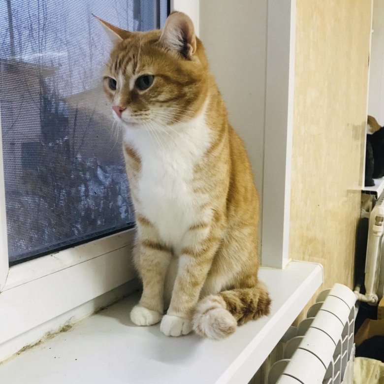 Лучик кот