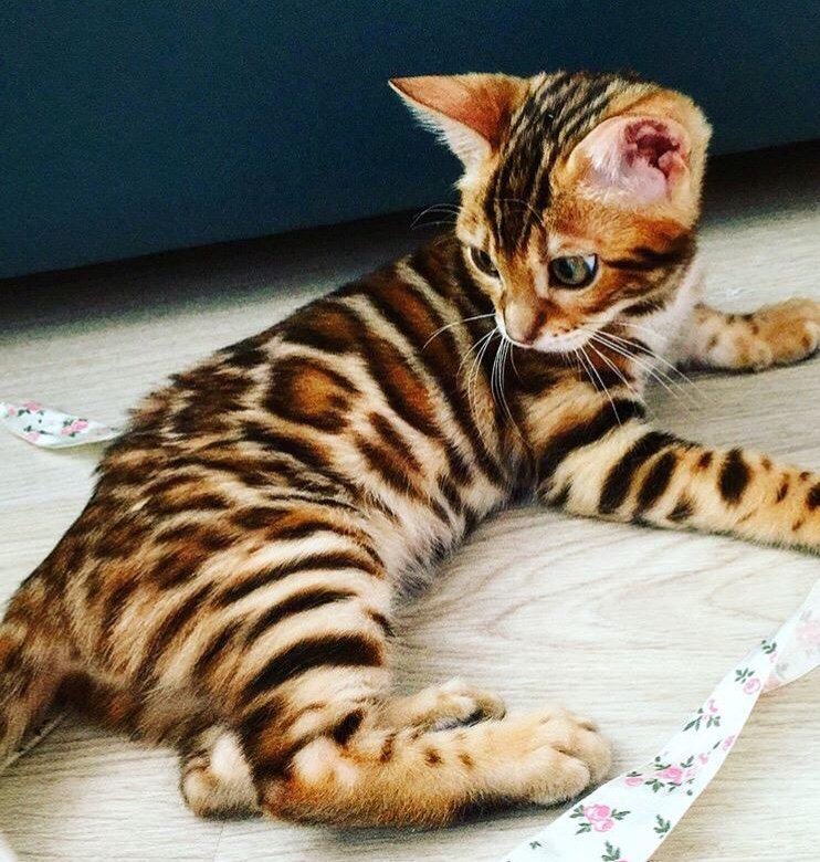 Сколько стоит бенгальский кот