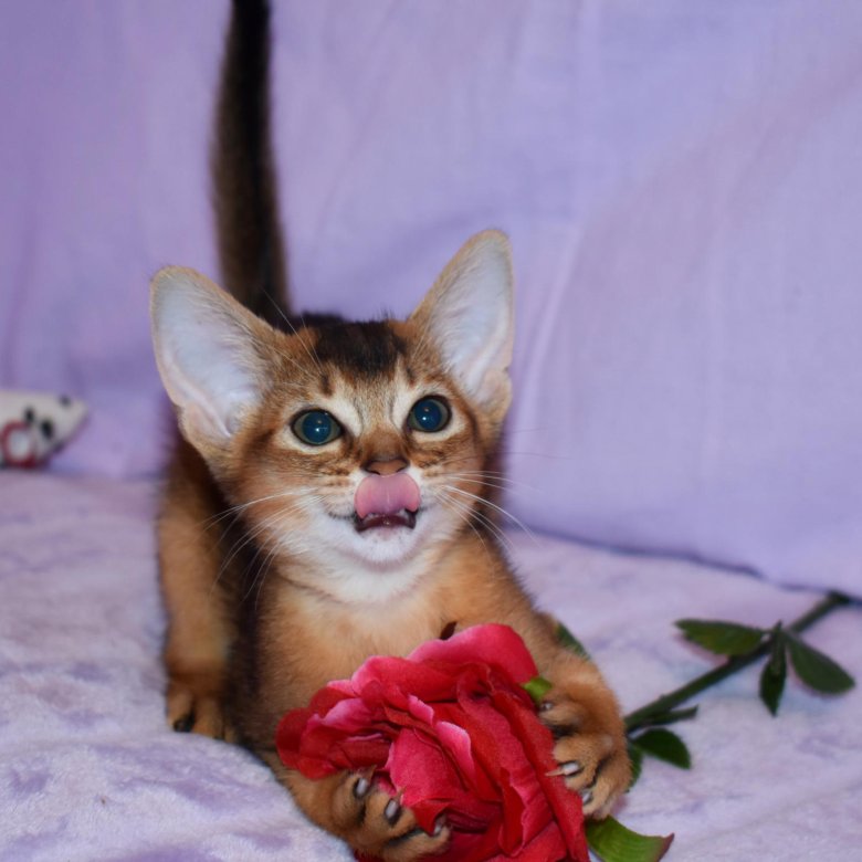 Абиссинская Кошка Фото И Цена Авито