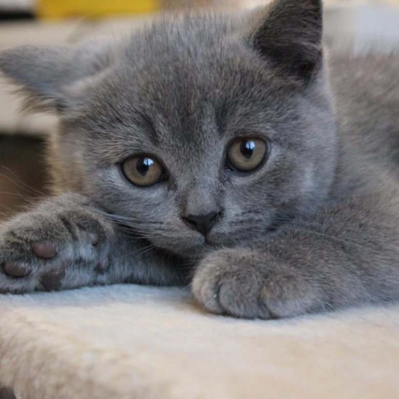 Кличка британца. Британская короткошёрстная кошка. Серый британец котенок. Британский короткошерстный кот серый. Британская кошка короткошерстная серая.