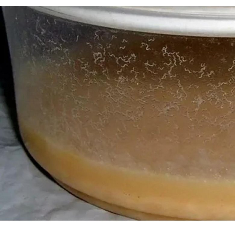 пшеничная нематода. культура нематоды. нематода паразит в ручке. саободноживущие неиатодины. культура нематоды.