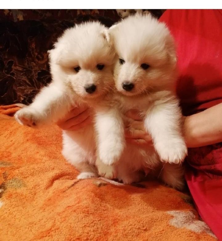 Авито животные северодвинск. Собаки в архангельске. Северодвинск питомец собак. Отдам животных в хорошие северодвинске. Отдам даром собаку.