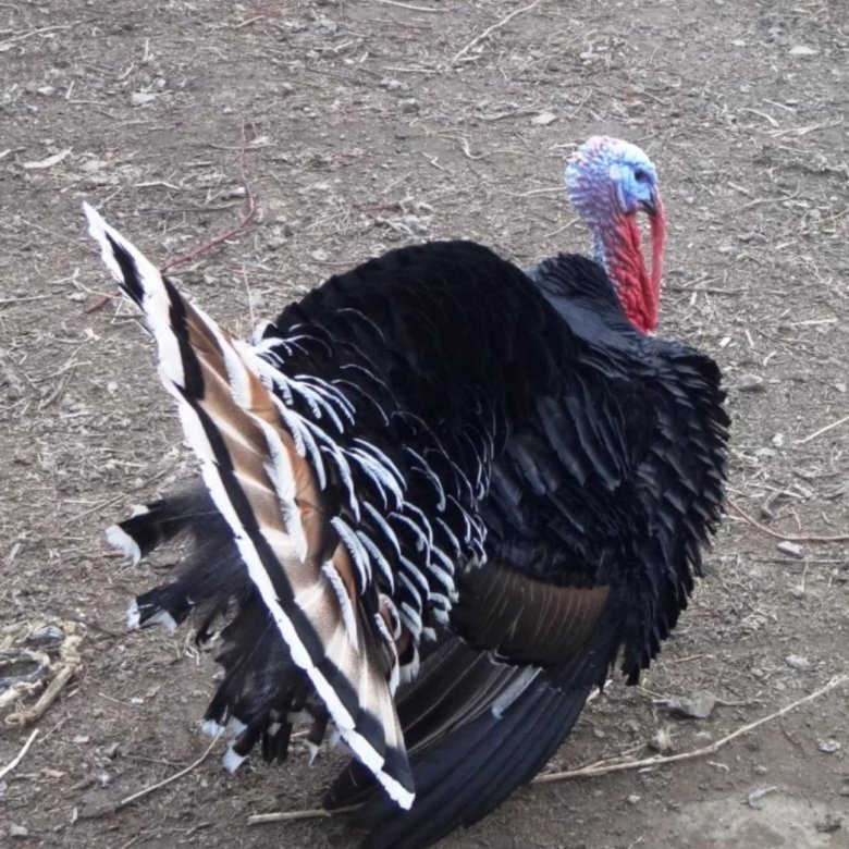 Индюк канадский широкогрудый. Кавказская бронзовая индюшка. Северокавказская бронзовая индейка. Индюки северокавказские бронзовые. Северокавказская бронзовая индейка.