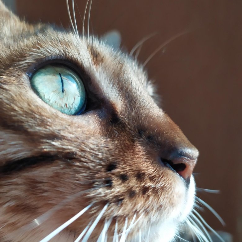 Саки кот. Саки кошки.