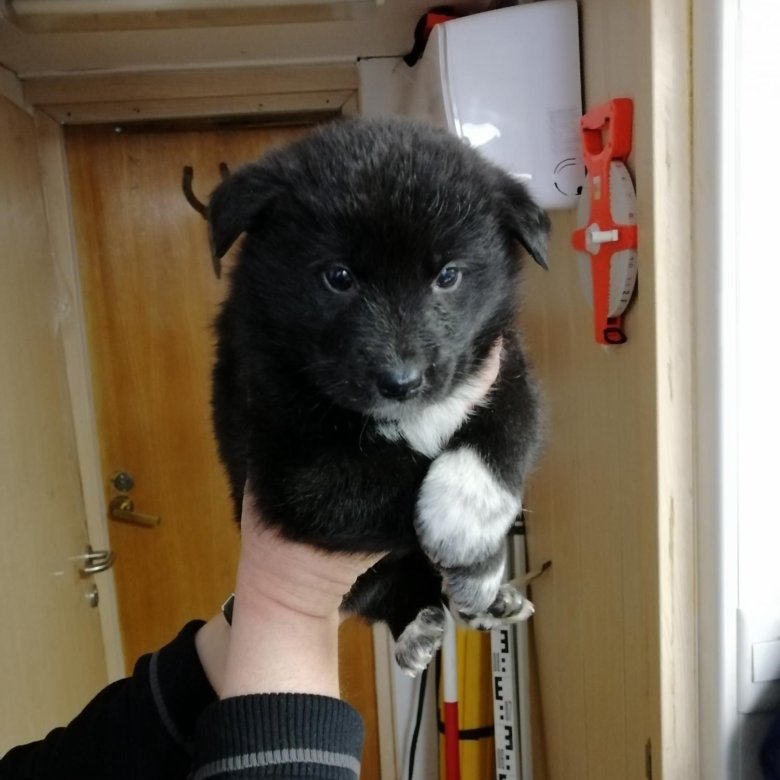 котятки в добрые руки. щелково в добрые руки. щелково в добрые руки. щелково в добрые руки. черный котенок 3 месяца.