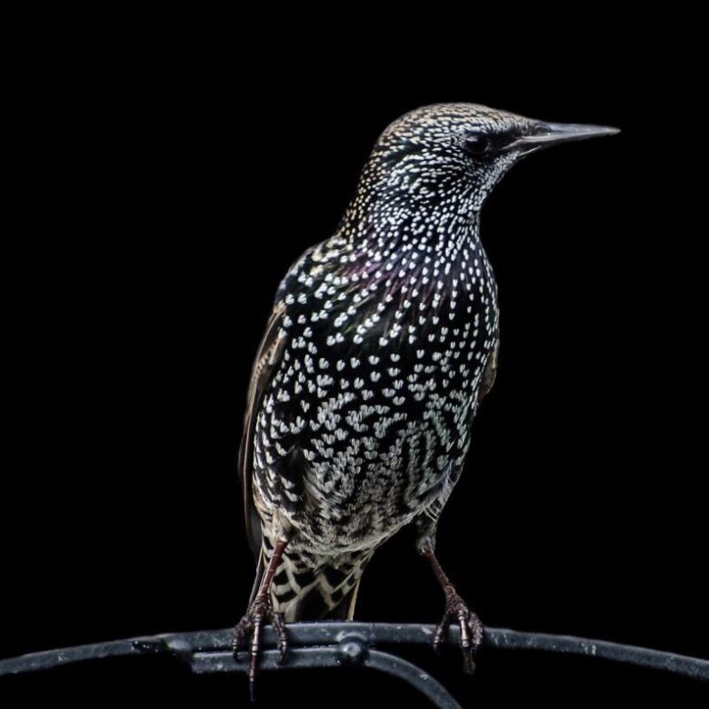 Скачать обои птица, ворон, чёрный фон, раздел минимализм в разрешении 1280x1024