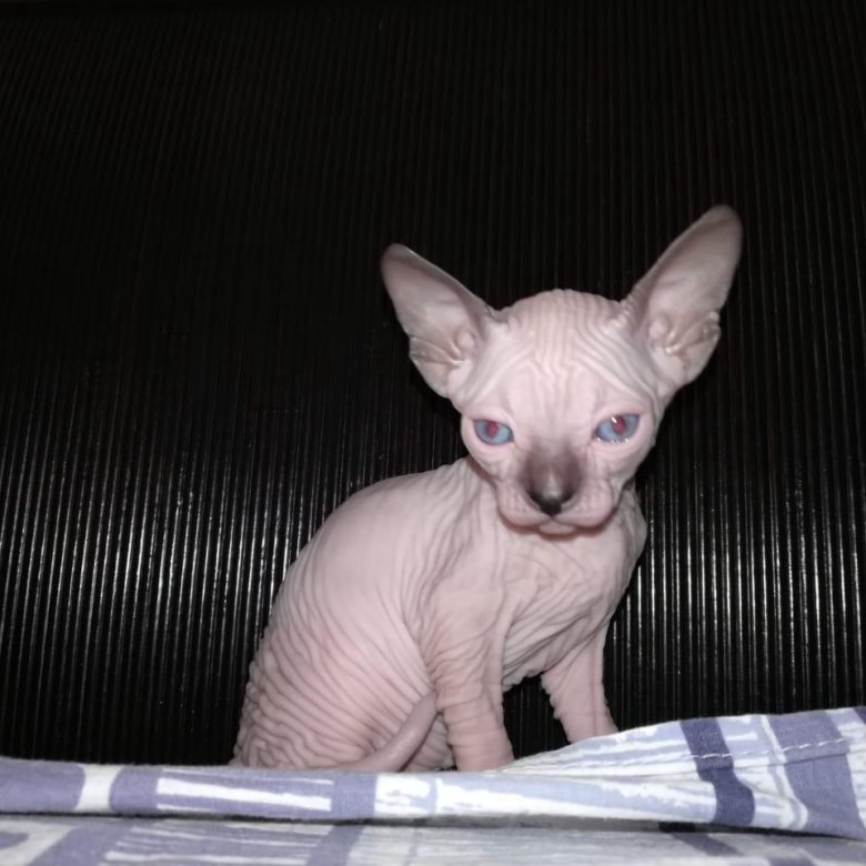 Минский сфинкс. Авито уфа кошки сфинкс. Продам котят сфинксов. Продам котят сфинксов. Канадский сфинкс резинка.