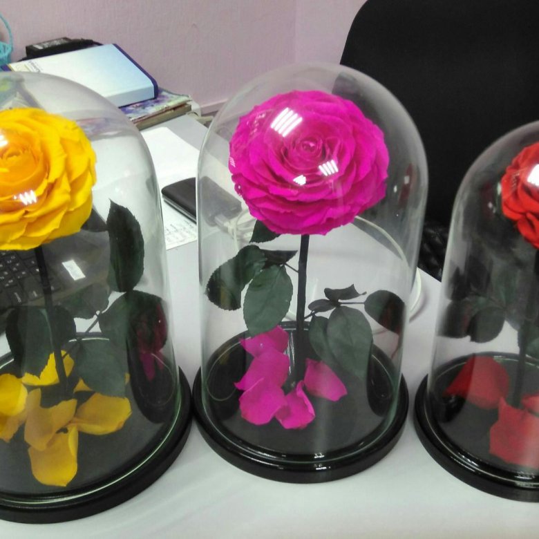 Роза "King",роза в колбе! – купить в Москве, цена 1 500 руб., продано 1 ...