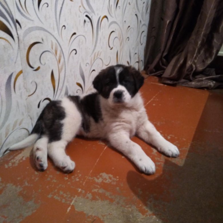 Собака междуреченск. Авито бугульма собаки. Купить собаку в междуреченске. Юла междуреченск бесплатные собаки. Собака междуреченск.