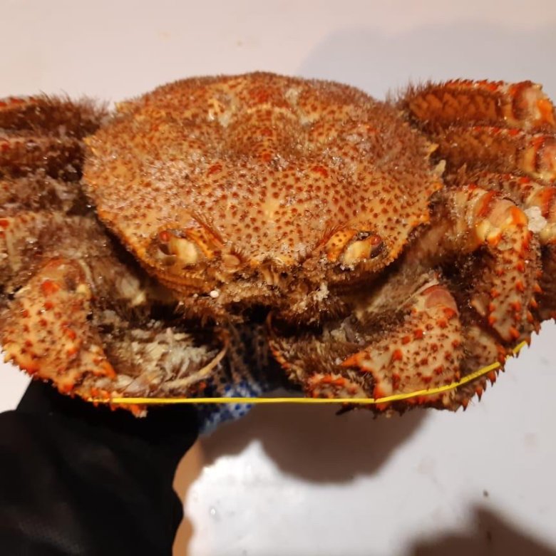 Краб волосатик – купить в Хабаровске, цена 750 руб., дата размещения ...