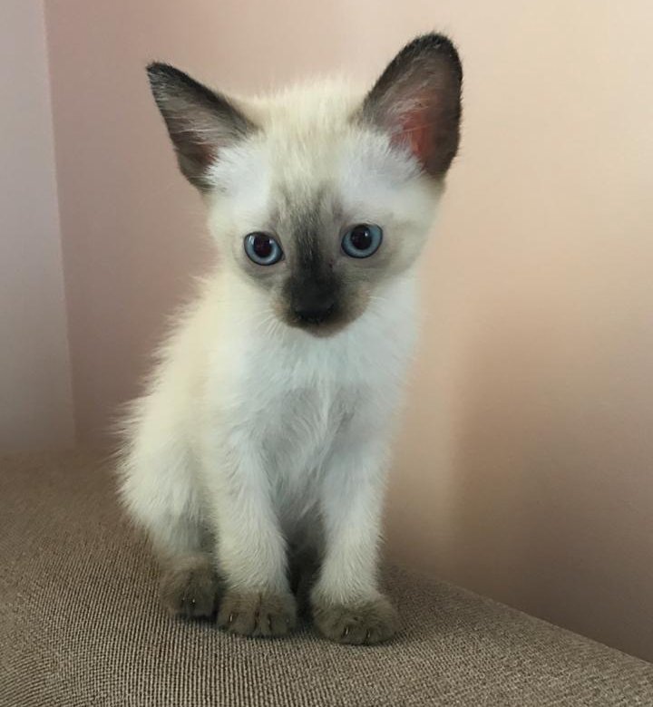 Сколько стоит сиамская кошка