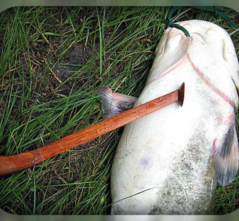 Ловля сома на квок - читайте на Сatcher.fish