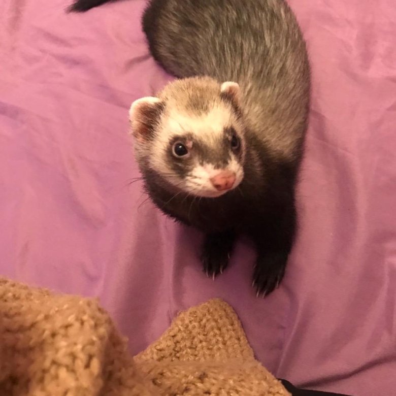 фретка декоративная. хаски и хорек. декоративный хорек. хорьки фретка 2 месяца. хорек соболиный окрас.