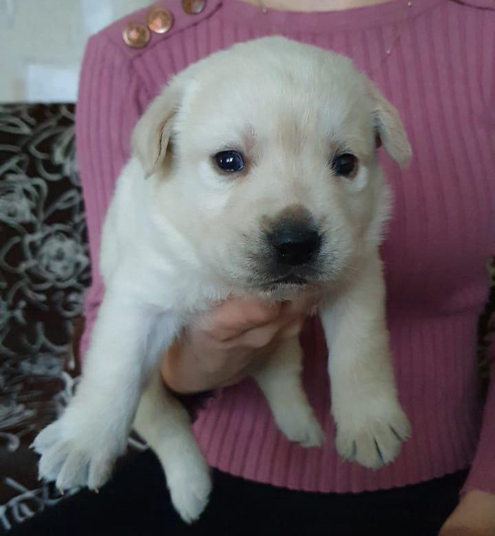 гусь махачкалинский. перепелка в кабардино-балкарии вид. американский кокер спаниель 1 месяц. перепелка в кабардино-балкарии вид. животные в прохладном.