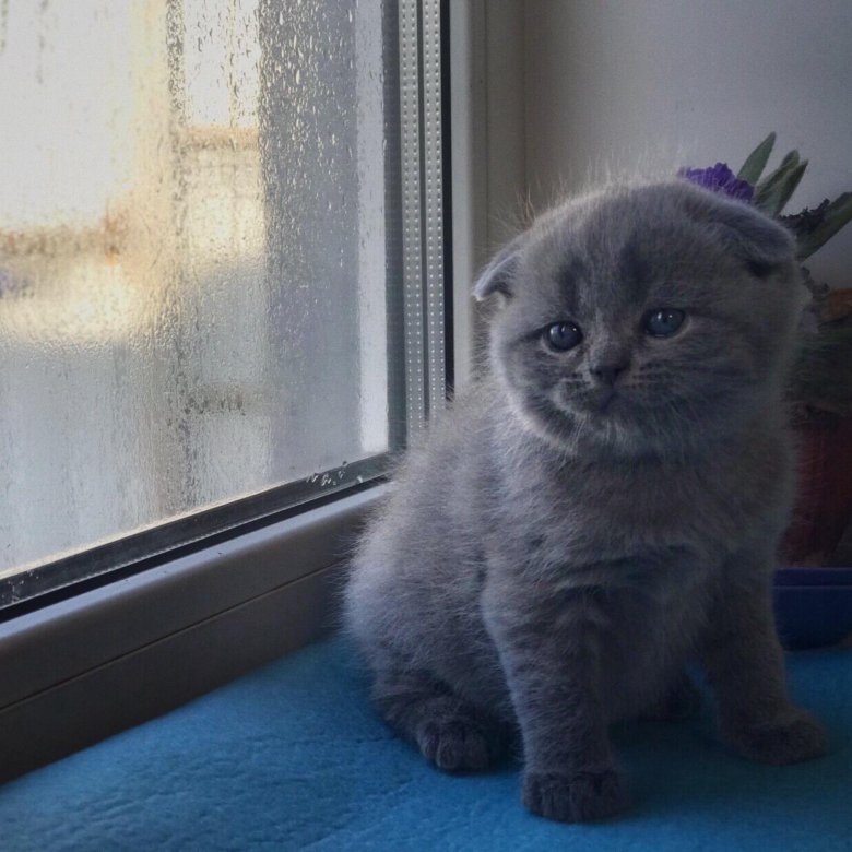 Котята Вислоухие Шотландские Цена На Авито Фото