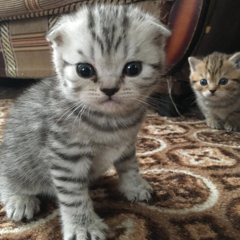 Шатлансктнвислоухая кошка цена