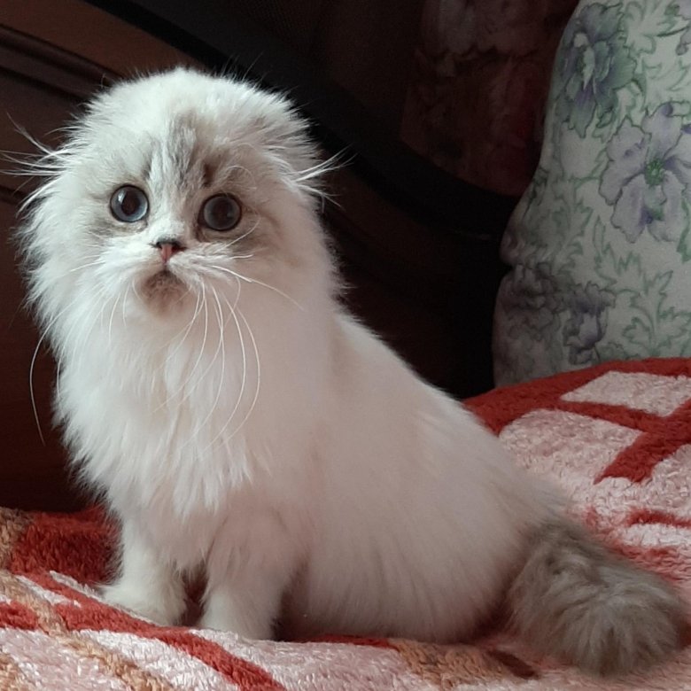 Хайленд Кошка Фото