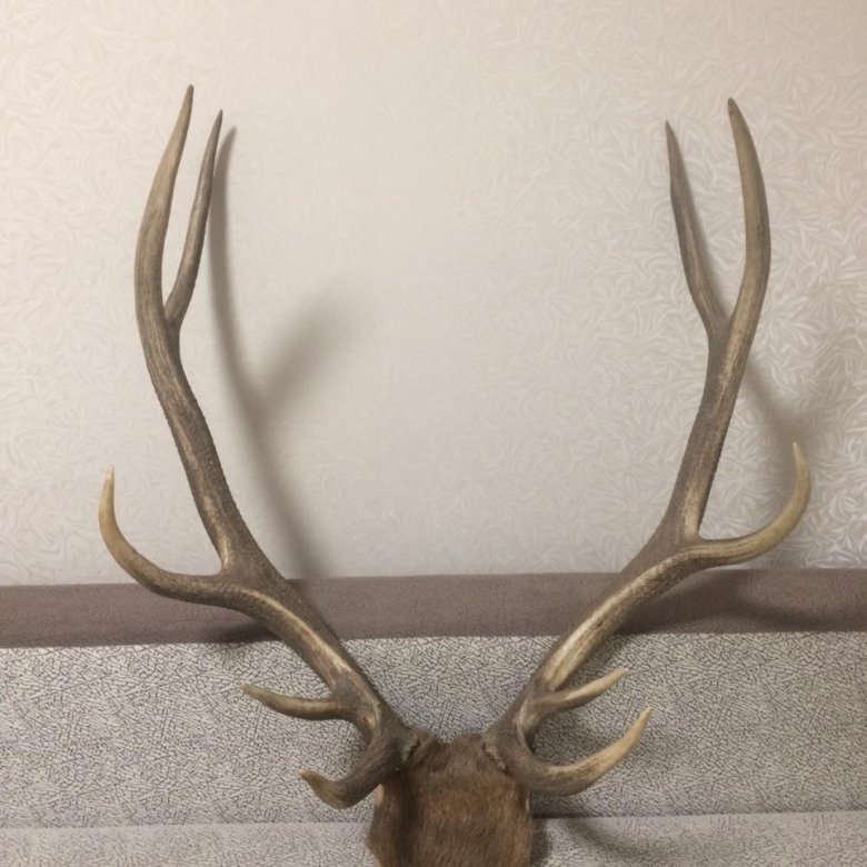 Чучело благородного оленя. Рога изюбря 1 место золото. Сухие рога марала. Благородный олень. Рога марала украшения декор.