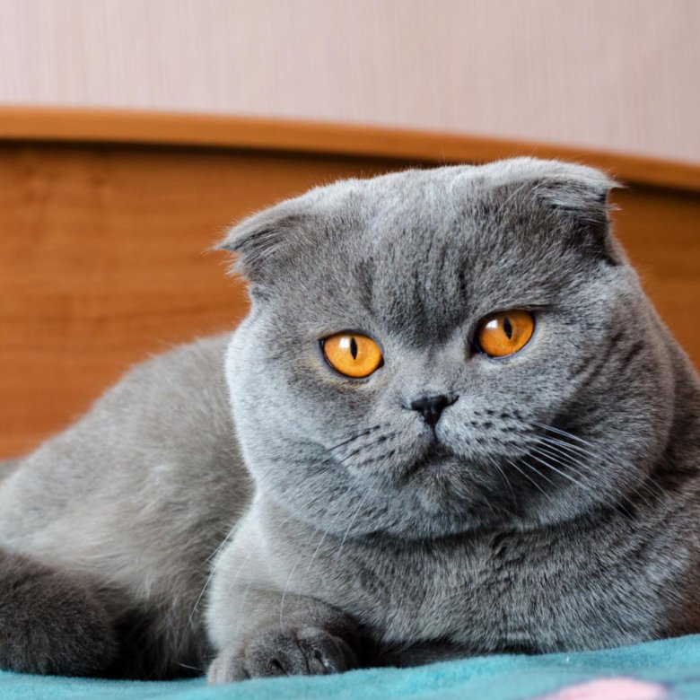 Cute gray Scottish Fold cat with brown eyes Милые котики, Шотландская вислоухая