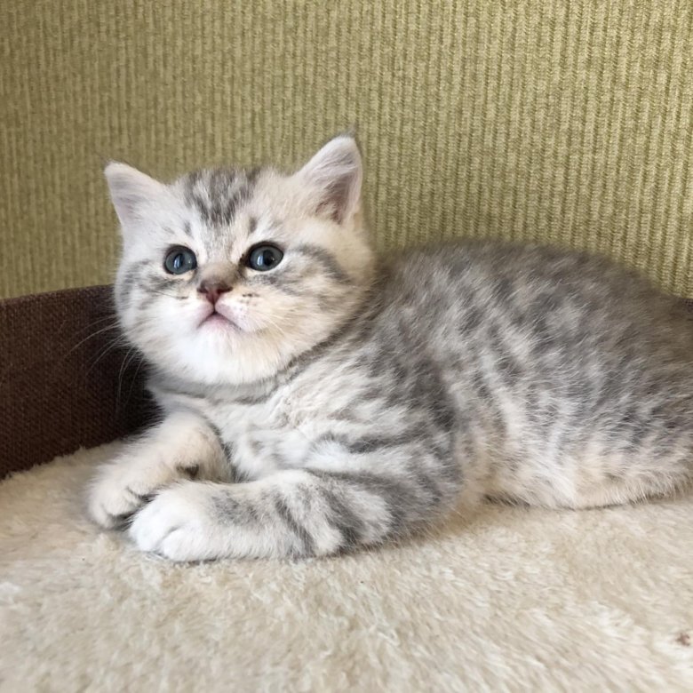 Авито котята. Котята курск. Шотландская вислоухая голубой табби. Породистые котята в добрые. Оркейс страйт 2.