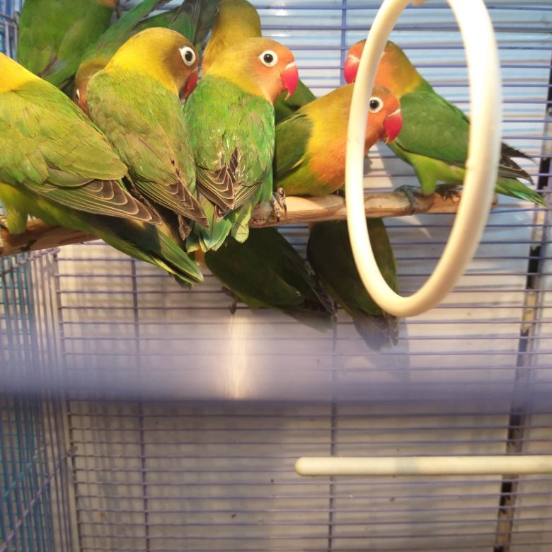 Молоденькие неразлучники – купить в Красноярске, цена 2 000 руб., дата ...