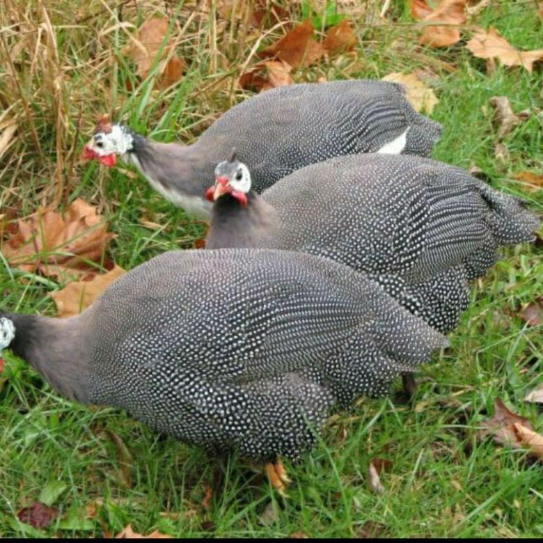 Цесарки - купить, цена 400 руб., продано 8 мая 2019 - Птицы