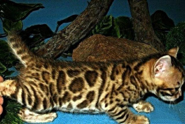 Купить бенгальскую кошку
