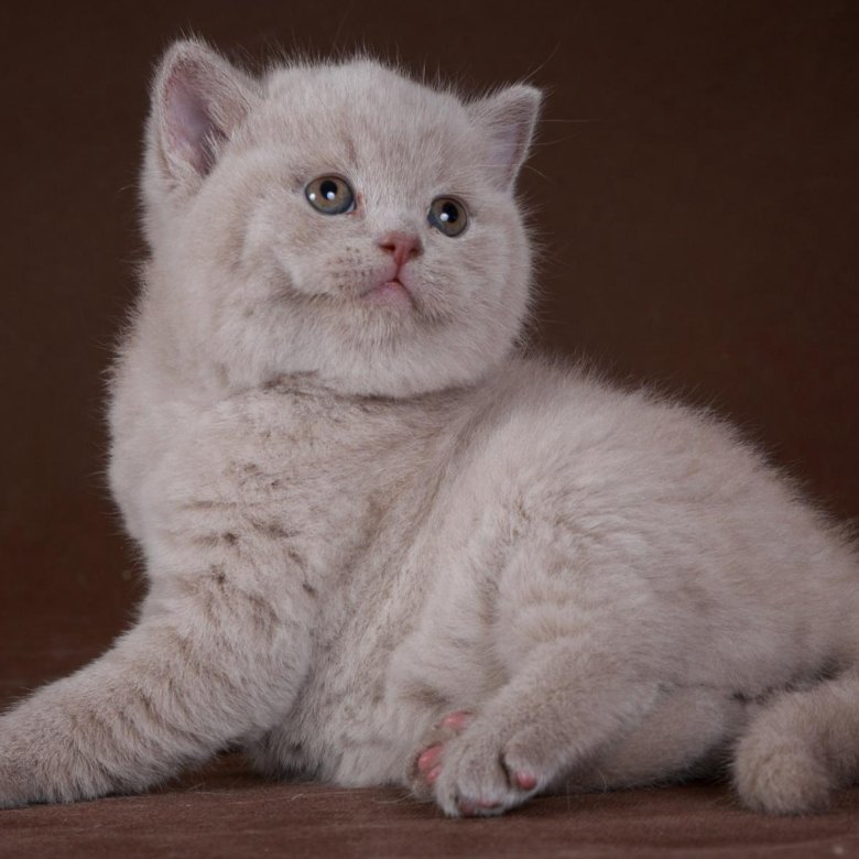Британская Лиловая Кошка Фото