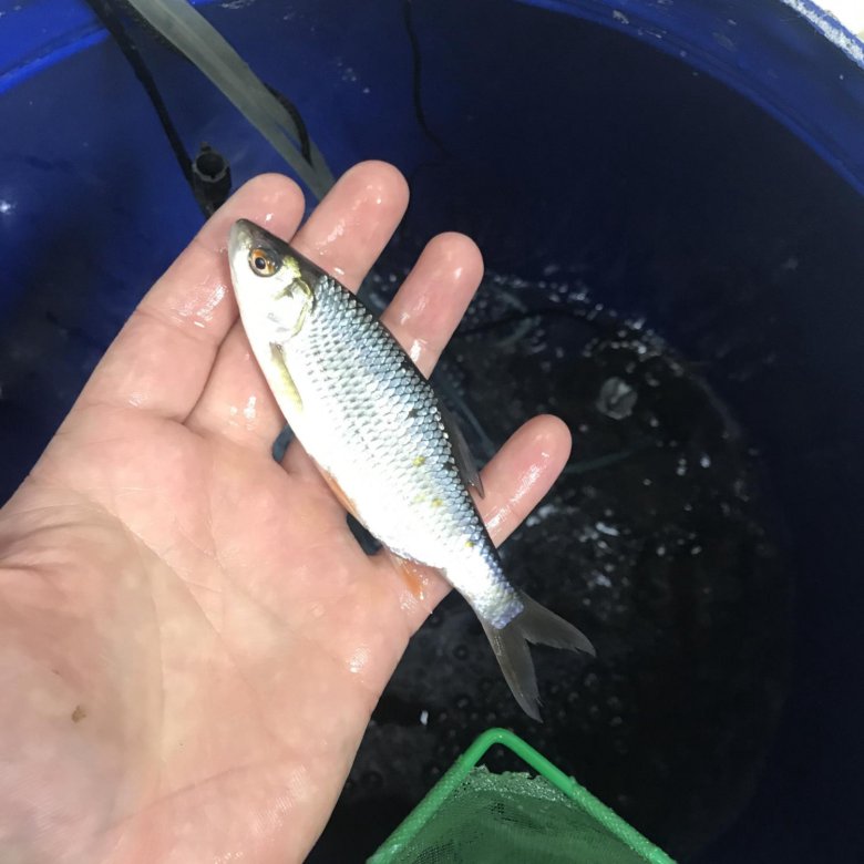 Плотва 5. Тарань астраханская 1кг. Елец, плотва красноперка. Плотва весной. Крупная красноперка.