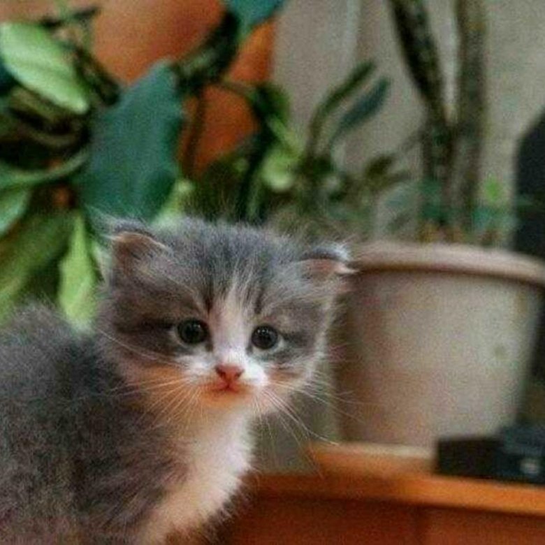 Котенок в чебоксарах в добрые. Серый беспородный котенок. Здоровые полулысые коты. Ангорские котята серые. Котята чебоксары.