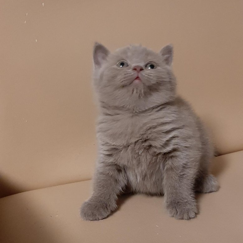 Авито Британские Котята Фото