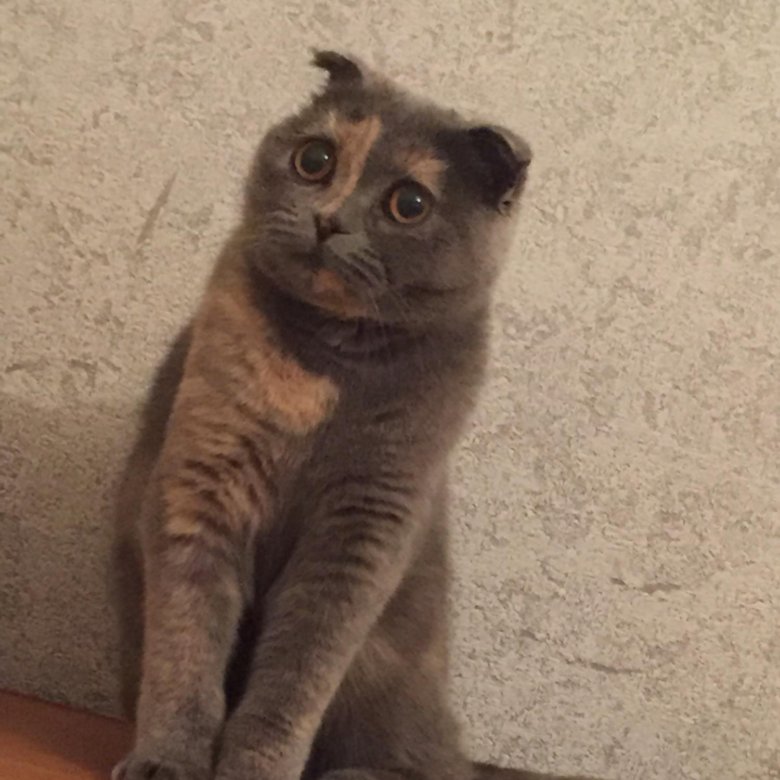 Кошки димитровград. Кошки димитровград