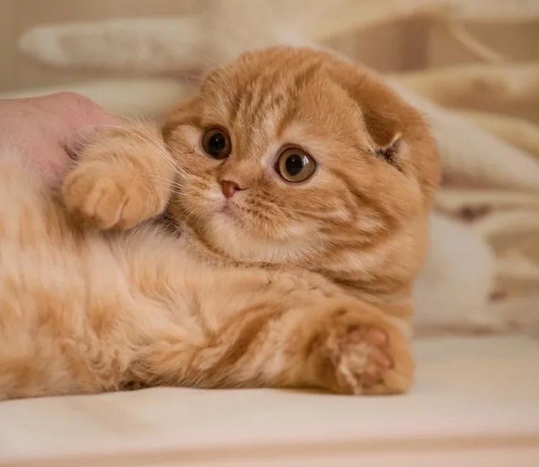 Шотландский рыжий кот