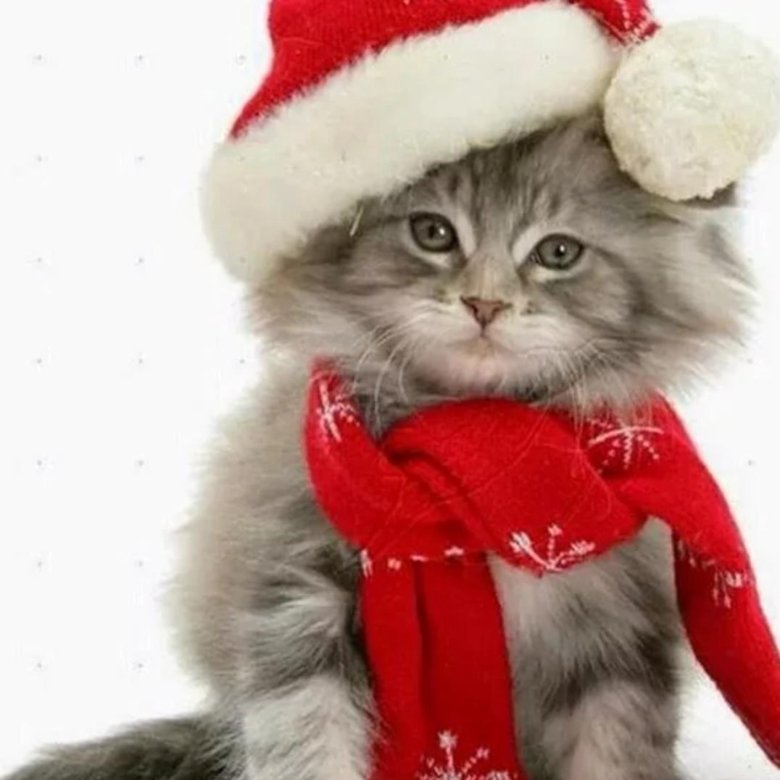 Зимние аватарки с котиками