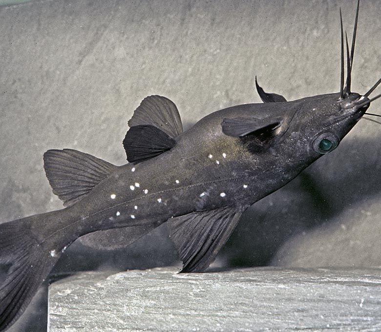 сомик синодонтис. рыбка синодонтис перевертыш. перевертыши рыбки. рыбка синодонтис перевертыш. сом синодонтис перевертыш.